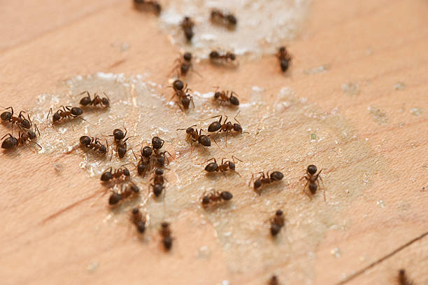 Pest Control Cost in Country Lake Estates, NJ